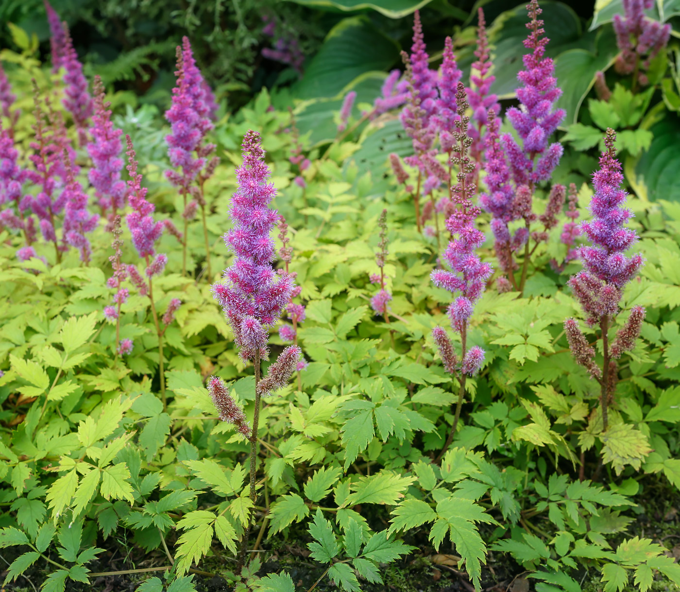 Image of Astilbe chinensis specimen.