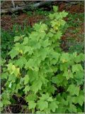 Ribes spicatum. Вегетирующее растение. Чувашия, окр. г. Шумерля, пойма р. Сура, устье р. Мочалка. 12 сентября 2010 г.