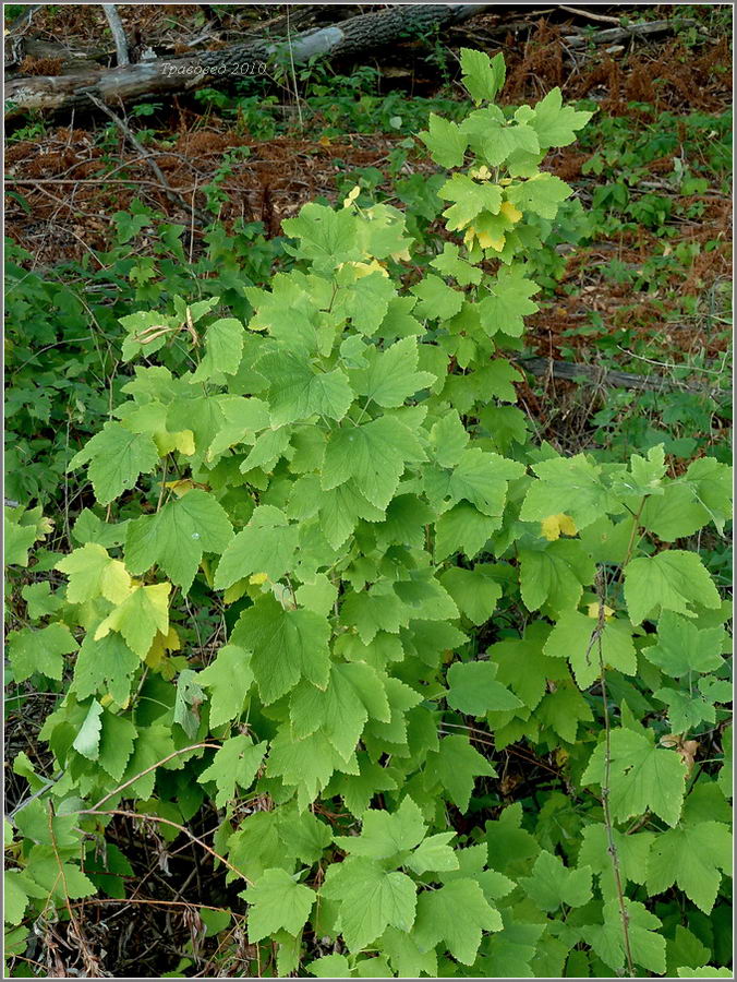 Image of Ribes spicatum specimen.