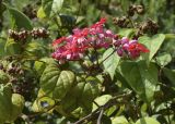 Clerodendrum × speciosum. Верхушка побега с соцветием. Испания, автономное сообщество Каталония, провинция Жирона, комарка Баш-Эмпорда, муниципалитет Палафружель, ботанический сад \"Кап-Роч\". 08.10.2020.