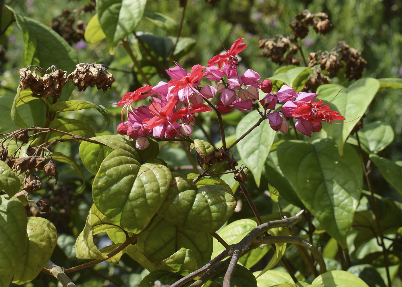 Image of Clerodendrum × speciosum specimen.