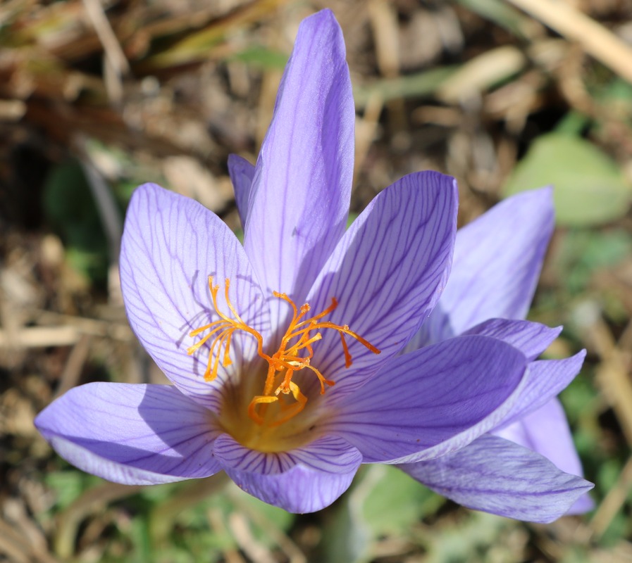 Изображение особи Crocus speciosus.