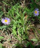 Aster alpinus