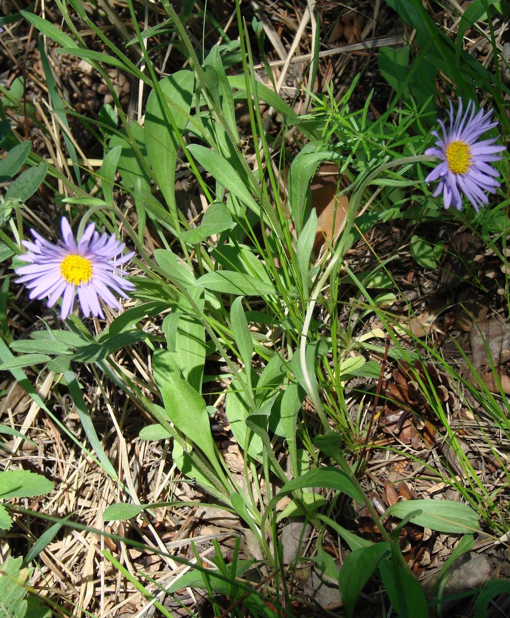 Image of Aster alpinus specimen.