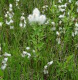 род Salix