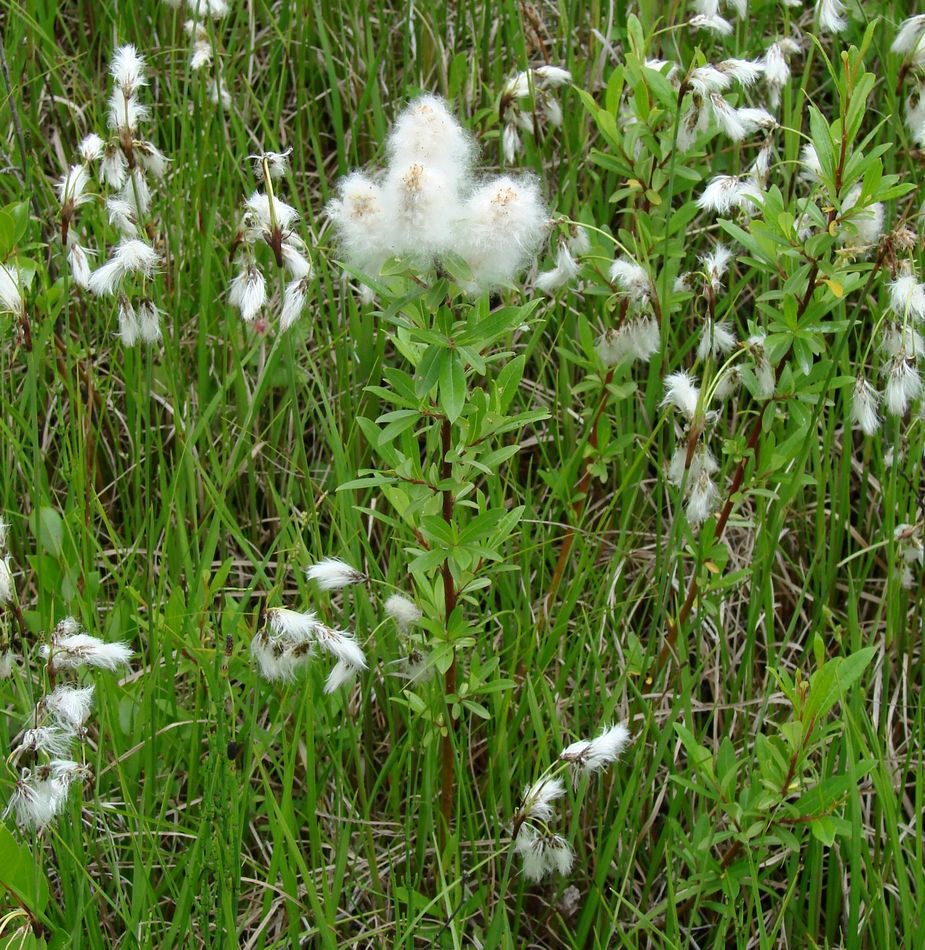 Image of genus Salix specimen.