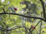 Rosa canina