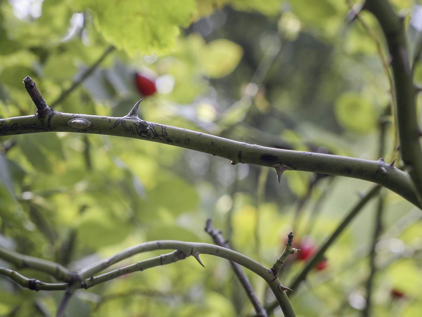 Image of Rosa canina specimen.