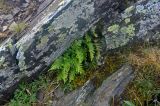 Polypodium vulgare