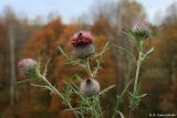 Cirsium polonicum. Верхушка цветущего растения. Тульская обл., Дубенский р-н, окр. дер. Ивановка, долина р. Дубна, суходольный луг. 11.10.2008.