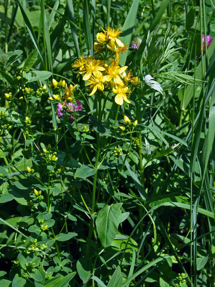 Image of Hypericum maculatum specimen.