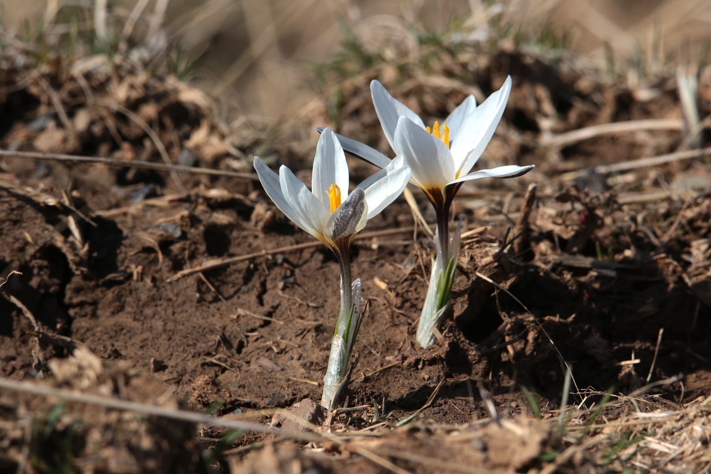 Image of Crocus alatavicus specimen.