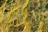 Cuscuta campestris. Часть растения, паразитирующего на тысячелистнике (Achillea). Краснодарский край, окр. г. Тихорецк, суходольный луг. 02.06.2019.