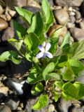 Viola canina