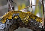 genus Xanthoria. Талломы с апотециями на стволе ивы. Тульская обл., Узловский р-н, окр. с. Люторичи, берег карьера, ивняк. 04.10.2020.