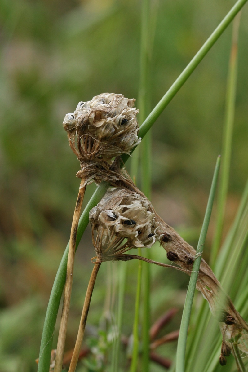 Image of Allium schoenoprasum specimen.