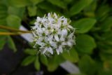 Allium ramosum