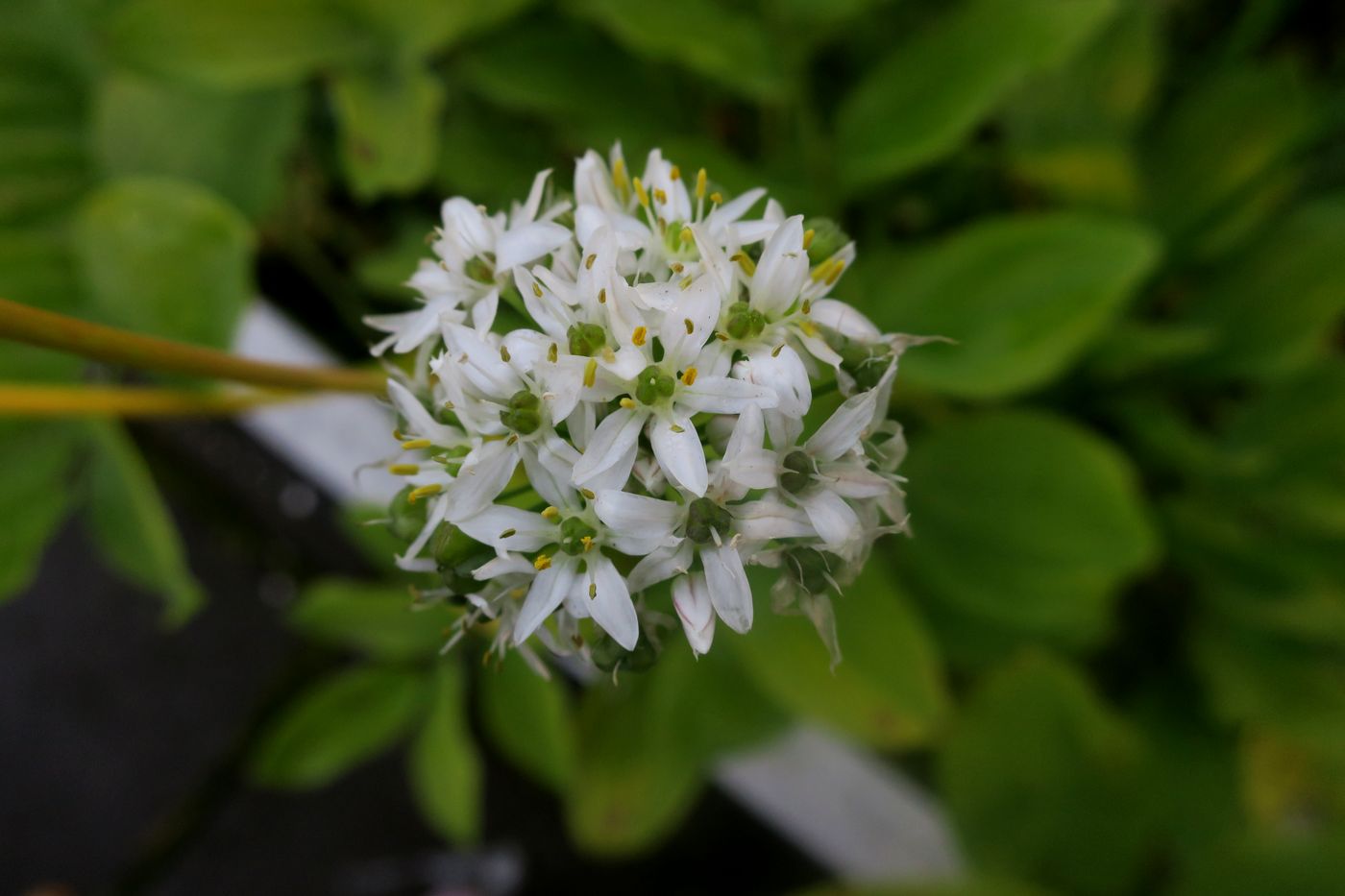 Image of Allium ramosum specimen.