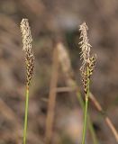 Carex ericetorum