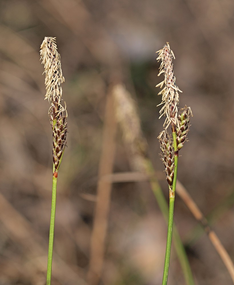 Изображение особи Carex ericetorum.