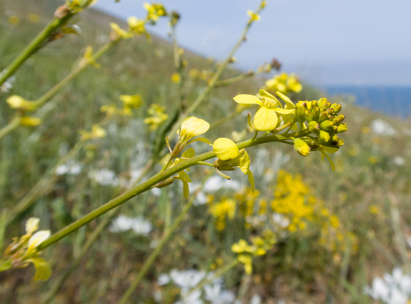 Изображение особи Rapistrum rugosum.