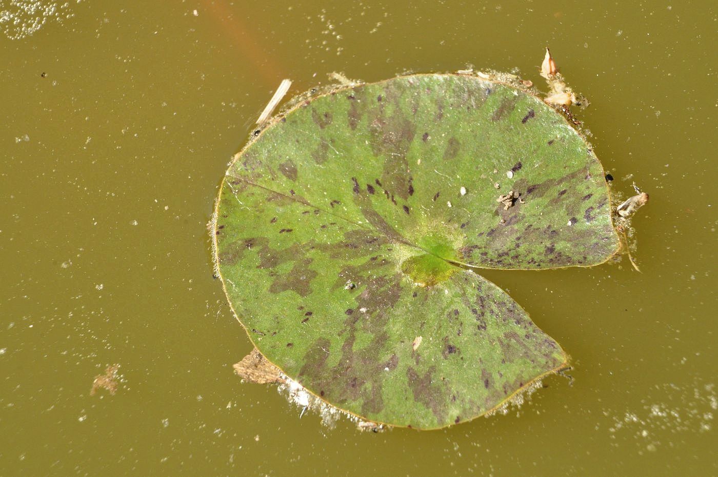 Image of Nymphaea &times; marliacea specimen.