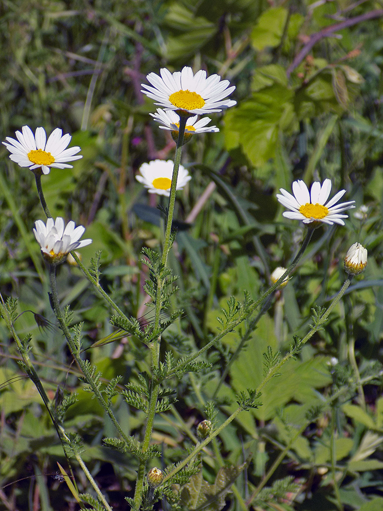 Image of Anthemis austriaca specimen.