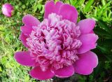 Paeonia lactiflora