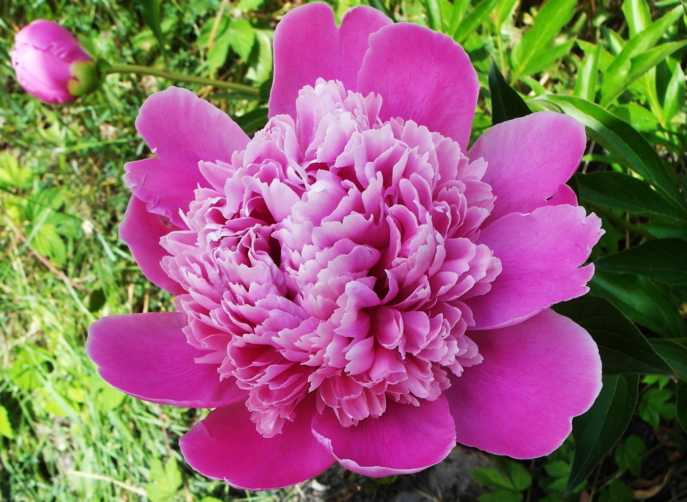 Image of Paeonia lactiflora specimen.