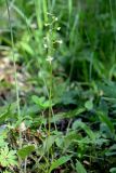 Platanthera chlorantha. Цветущее растение. Санкт-Петербург, Петродворцовый р-н, г. Ломоносов, Верхний парк, близ Меньшиковского дворца, лес. 18.06.2021.