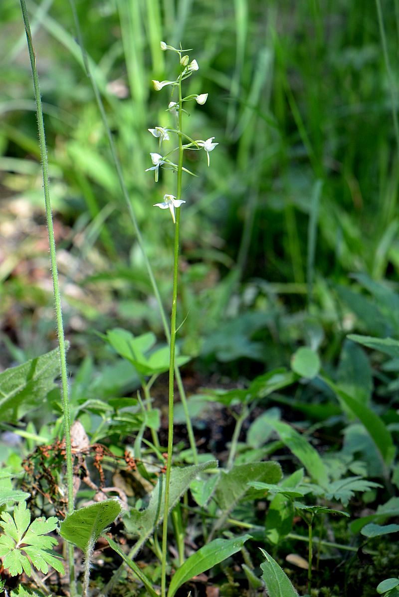 Изображение особи Platanthera chlorantha.