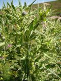 genus Cirsium