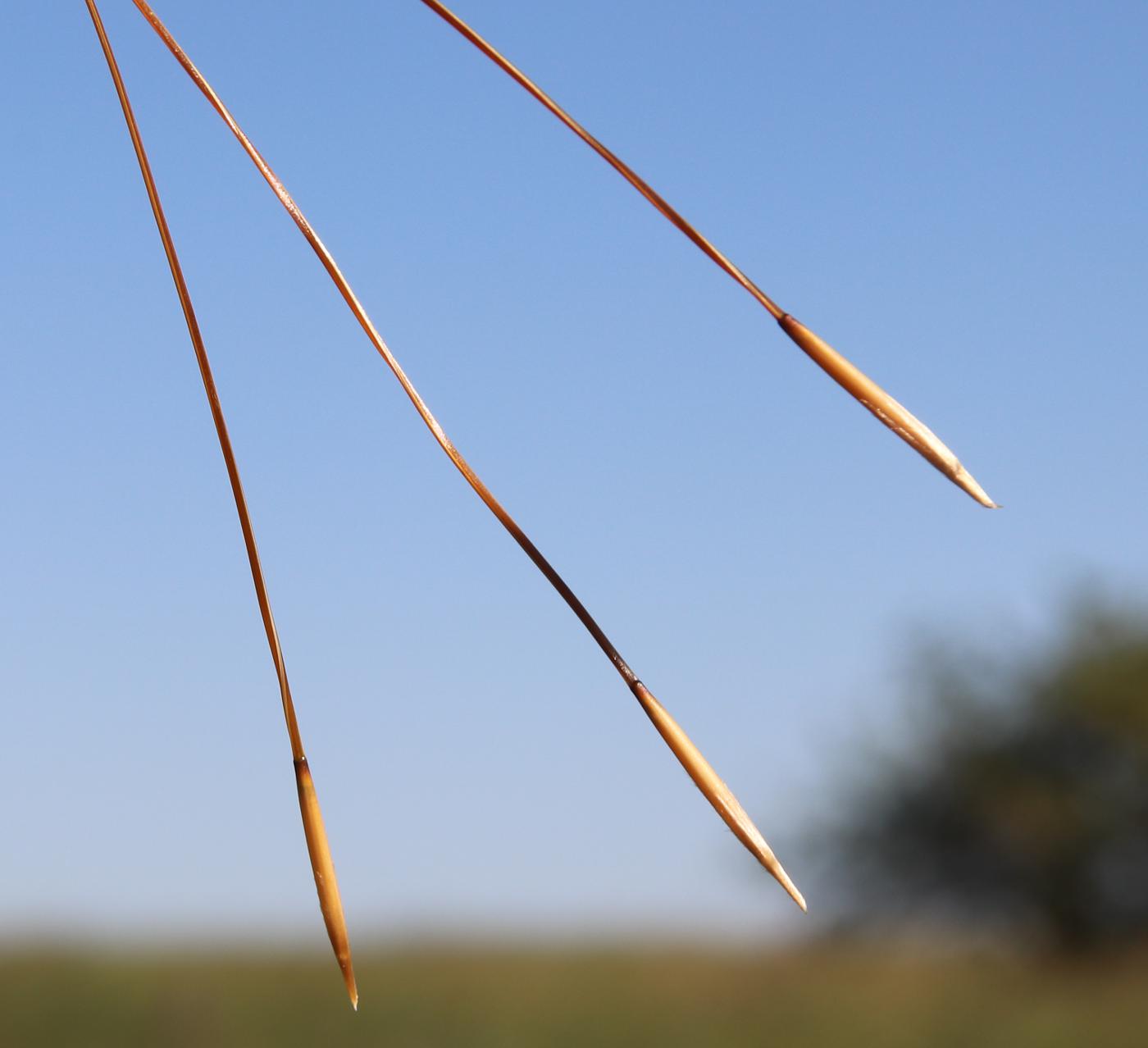 Image of Stipa tirsa specimen.