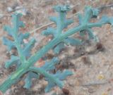 genus Ferula. Верхушка листа (нижняя сторона). Узбекистан, Ферганская обл., горы Кампиркок, пестроцветы. 20.05.2021.