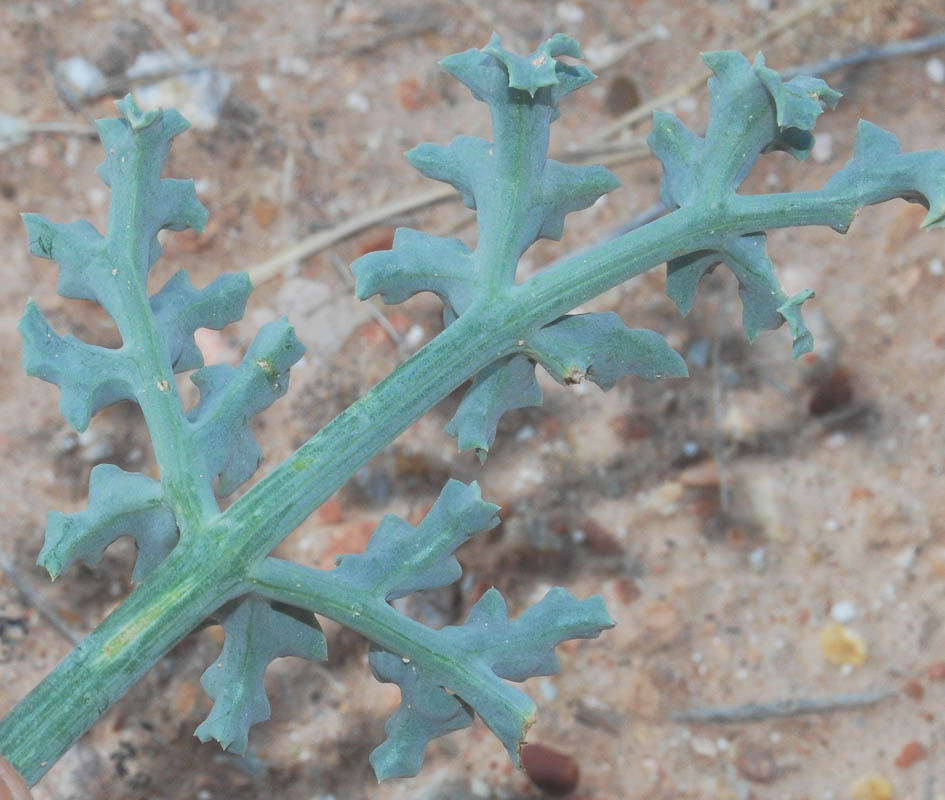 Image of genus Ferula specimen.