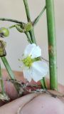 genus Alisma