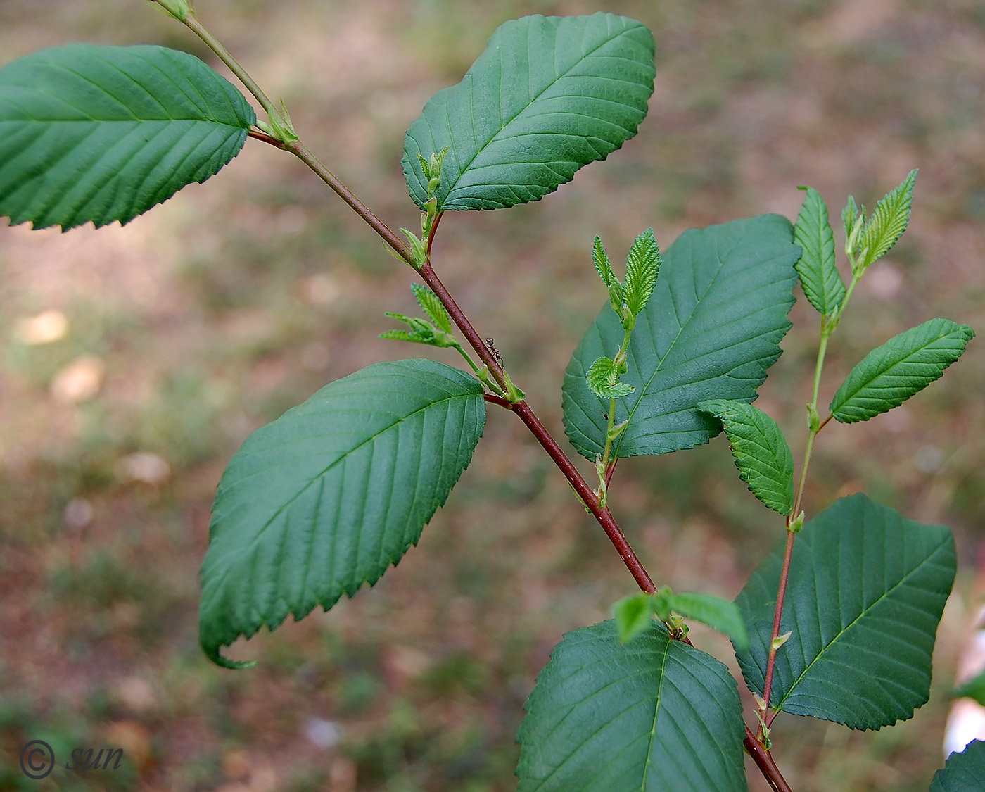 Image of Ulmus pumila specimen.