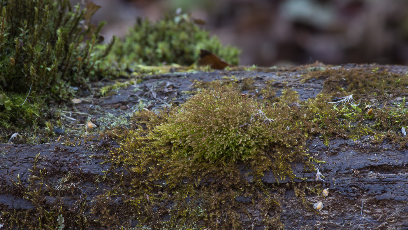 Image of class Bryopsida specimen.