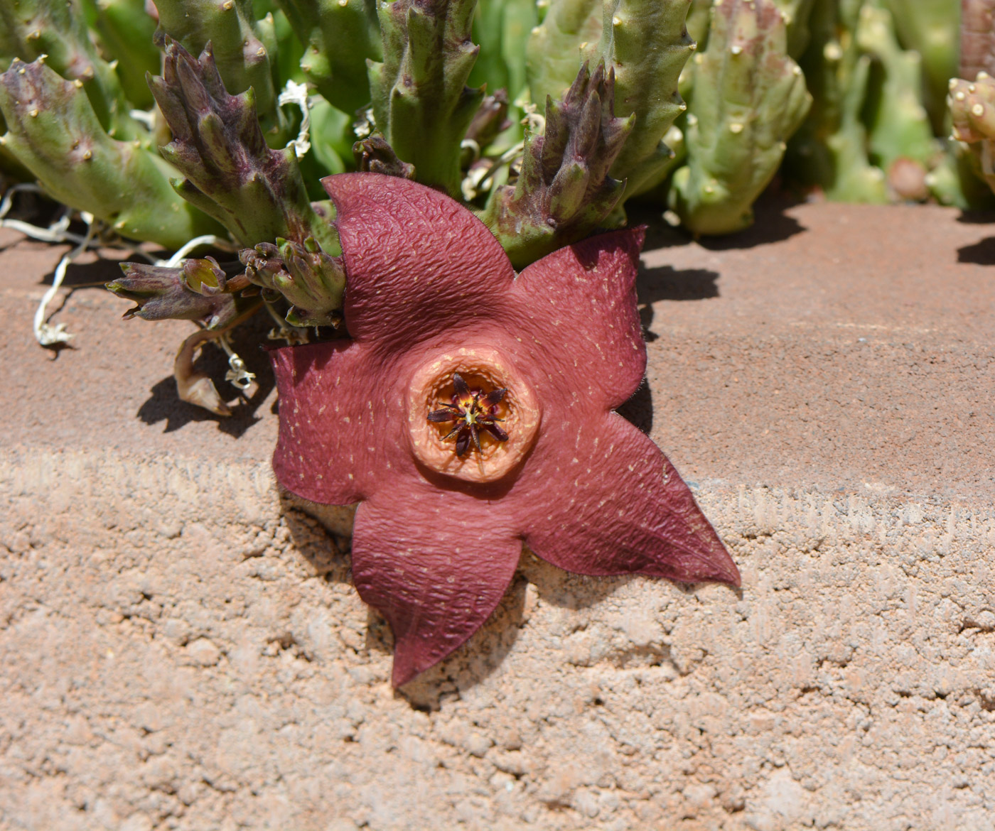 Image of genus &times; Orbelia specimen.