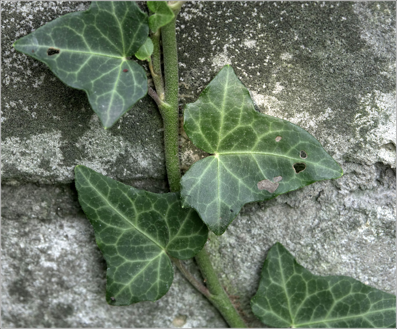 Изображение особи Hedera helix.