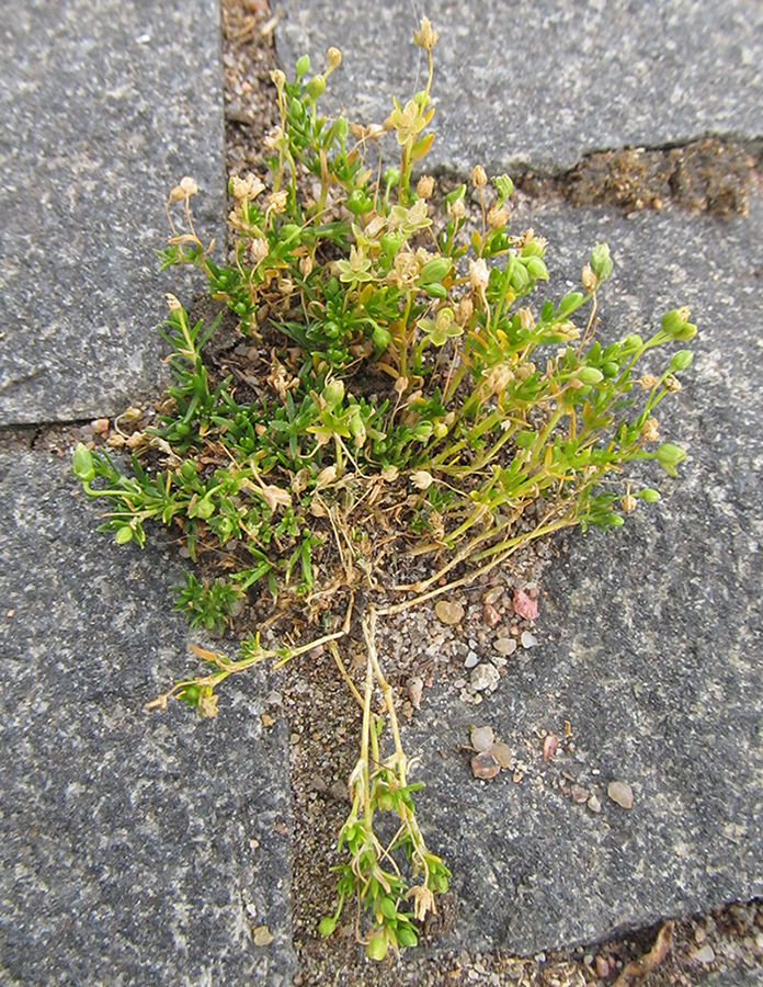 Изображение особи Sagina procumbens.