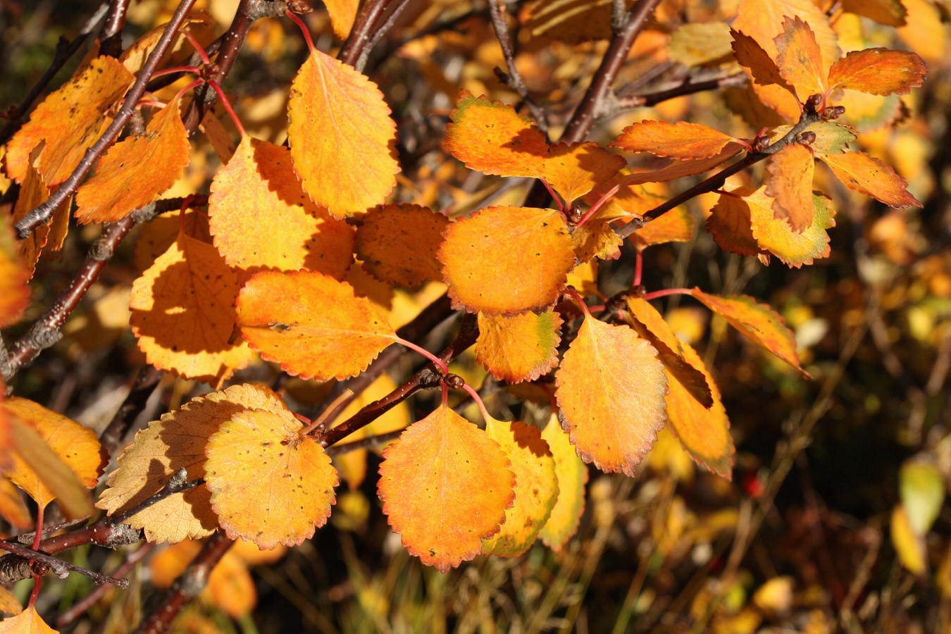 Изображение особи Betula czerepanovii.