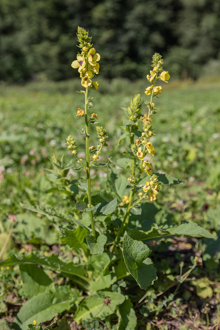 Image of Verbascum pyramidatum specimen.