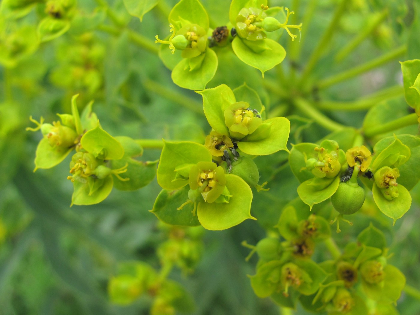 Изображение особи Euphorbia seguieriana.