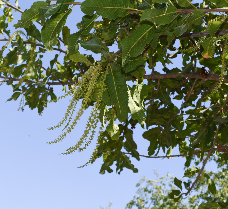 Изображение особи Pappea capensis.