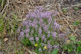 Thymus marschallianus