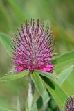 Trifolium alpestre