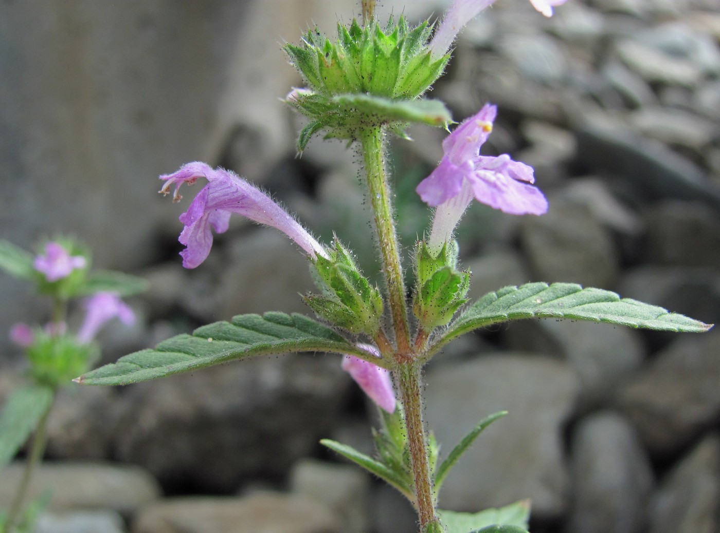 Изображение особи Galeopsis ladanum.