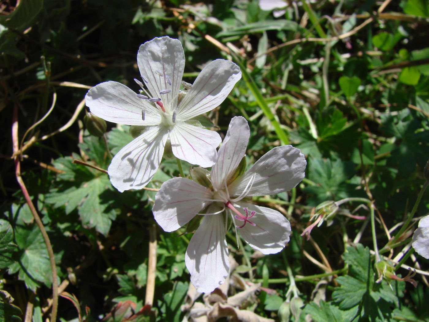 Изображение особи Geranium collinum.