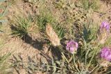 Astragalus laguroides